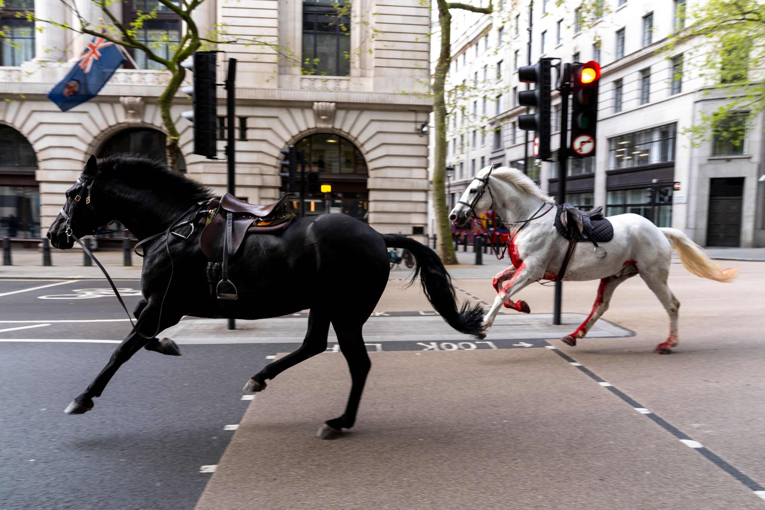 Los dos caballos sueltos, corriendo por las calles cerca de Aldwych el miércoles